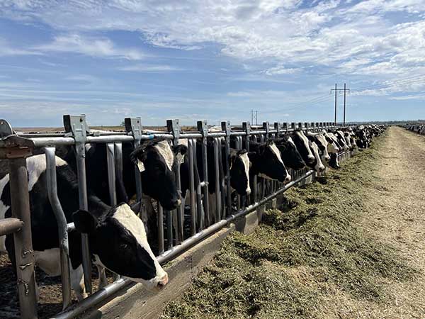 Thời tiết mát mẻ góp phần giúp cho đàn bò cảm thấy thoải mái hơn trên các cung đường di chuyển về trang trại Lao-Jagro