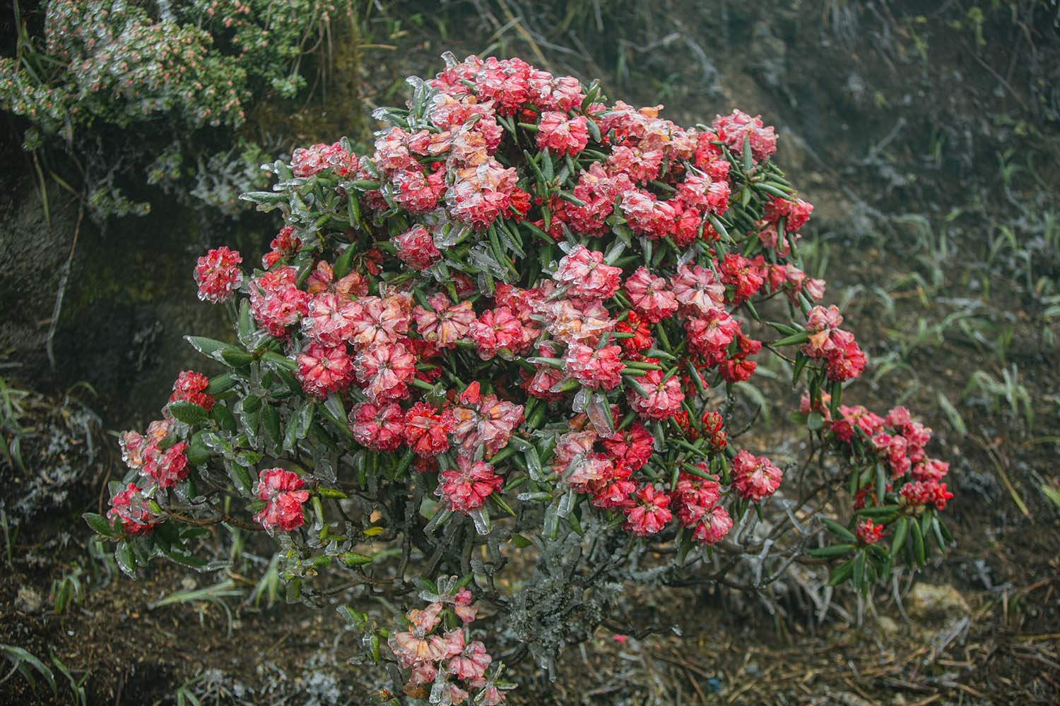 Mùa này, hoa đỗ quyên đỏ-giống hoa quý nhất trong hơn 40 loài đỗ quyên của núi rừng Hoàng Liên và đỗ quyên vàng, tím… đang nở những chùm rực rỡ trên khu vực đỉnh. Băng giá bao phủ lên những bông đỗ quyên, tạo nên những bông hoa băng đẹp như cổ tích.