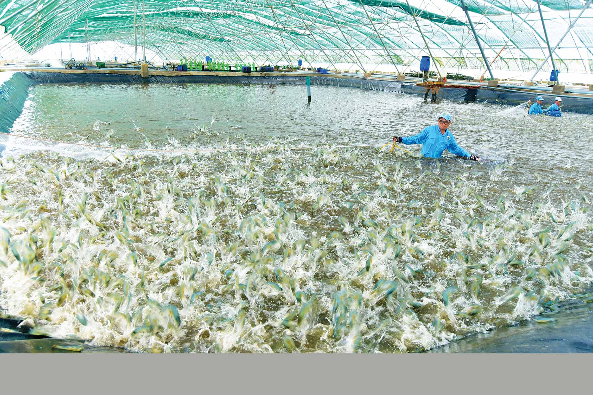 Xuất khẩu thủy sản đóng góp quan trọng vào tăng trưởng kinh tế của tỉnh Bạc Liêu. Trong ảnh: Khu nuôi tôm siêu thâm canh công nghệ cao tại Bạc Liêu