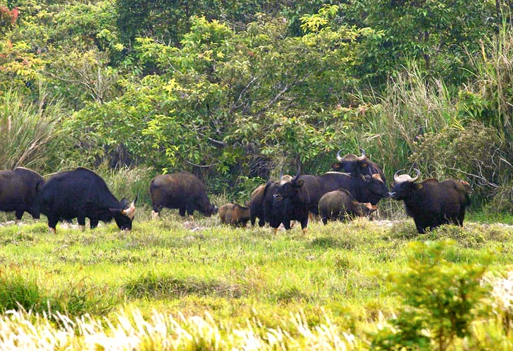 Đàn bò tót quý hiếm ở Khu bảo tồn thiên nhiên - văn hóa Đồng Nai