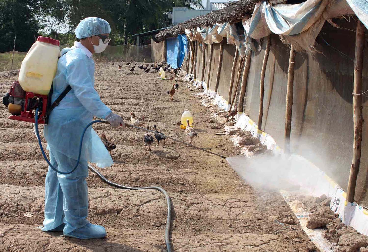 Các giải pháp phòng, chống dịch bệnh cúm gia cầm đang được triển khai tại nhiều địa phương 	ảnh: d.n