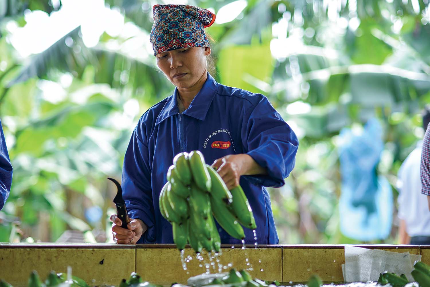 Xuất khẩu rau quả được dự báo tăng trưởng khả quan do thị trường Trung Quốc mở cửa trở lại 	Ảnh: Đức Thanh