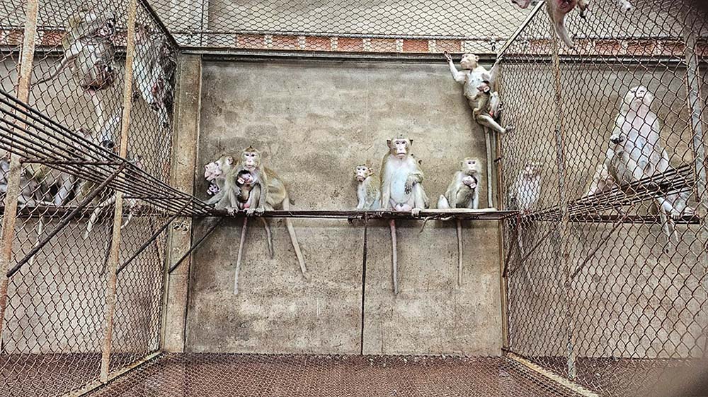 Khỉ đuôi dài xuất khẩu tại trại nuôi của Công ty Phúc Lộc Phát