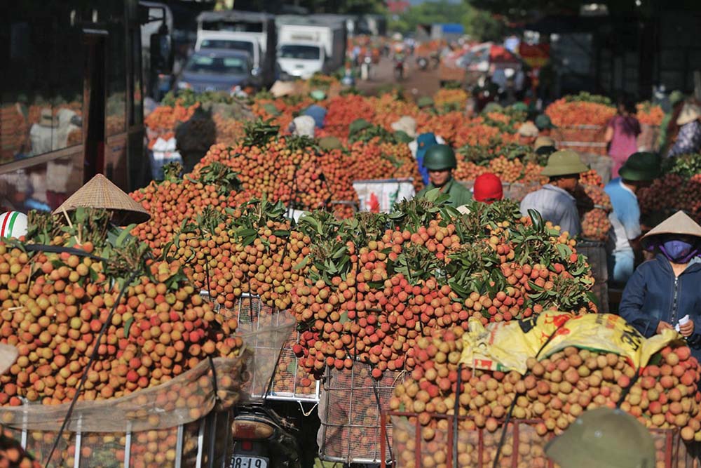 Trung Quốc là thị trường xuất khẩu chủ lực của ngành hàng rau quả, trái cây Việt Nam 	Ảnh: Đức Thanh