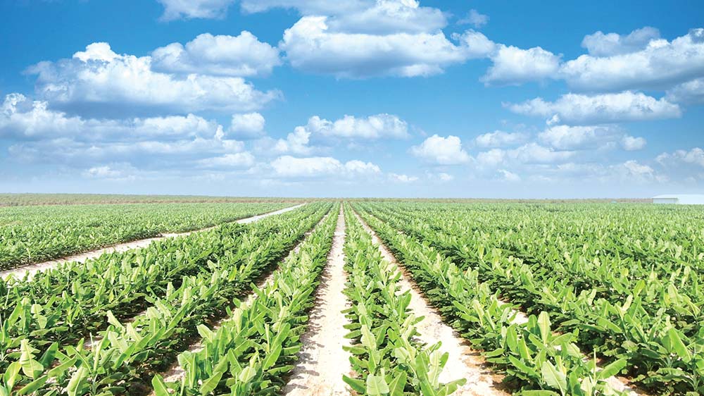 Cam kết chuyển đổi sang nền kinh tế xanh là điểm cộng cho doanh nghiệp Việt. Trong ảnh: Vùng nguyên liệu trồng chuối xuất khẩu của THACO AGRI (thuộc Tập đoàn THACO)