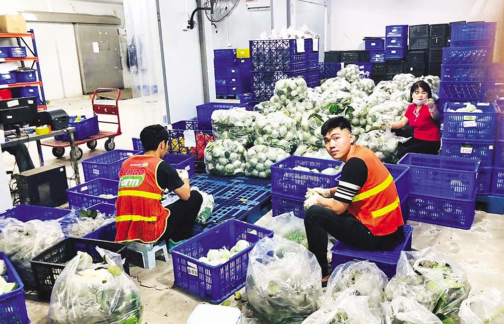 Sendo Farm cho phép người tiêu dùng đặt hàng từ hôm nay và nhận vào ngày hôm sau