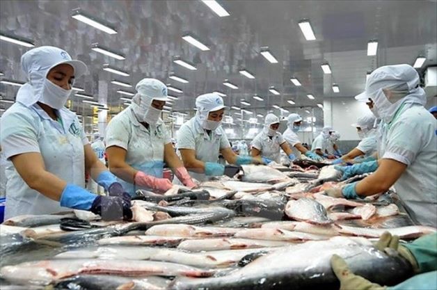 Nhiều doanh nghiệp Việt đã được hưởng thuế 0% khi xuát khẩu cá tra sang Mỹ.