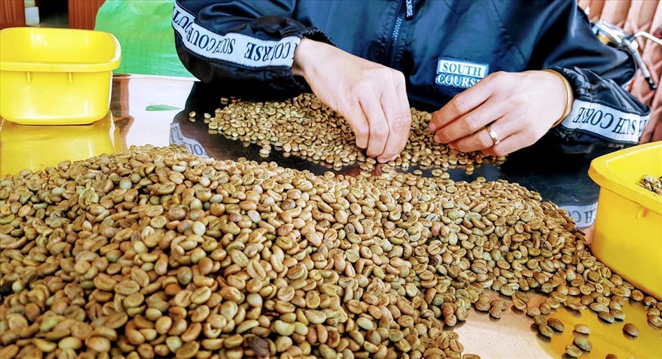 Kim ngạch xuất khẩu cà phê 6 tháng đầu năm nay đã bằng 2/3 năm trước nhờ giá xuất khẩu được cải thiện.