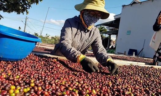 Cà phê là mặt hàng có sự tăng tốc xuất khẩu sang EU ngay trong năm đầu tiên thực thi EVFTA.