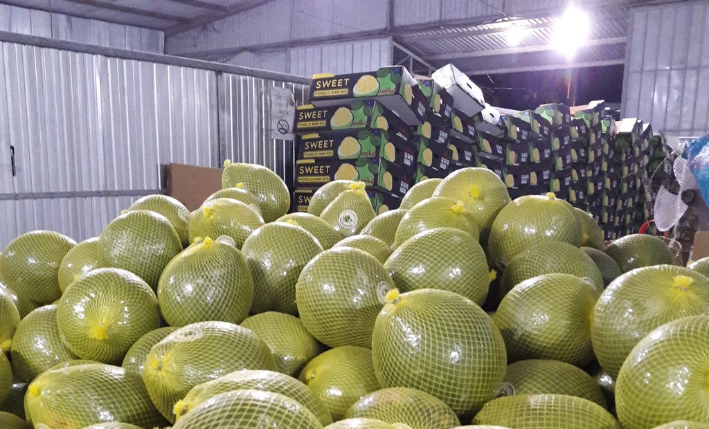Trái bưởi sẽ được xử lý chiếu xạ tại các cơ sở chiếu xạ được Mỹ công nhận dưới sự giám sát của APHIS và Cục Bảo vệ thực vật đối với tất cả các lô hàng xuất khẩu.