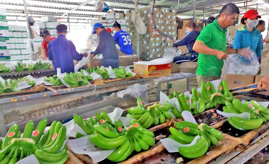 Nghị định thư được ký kết mở đường cho chuối tươi Việt Nam tăng tốc xuất khẩu sang thị trường tỷ dân.