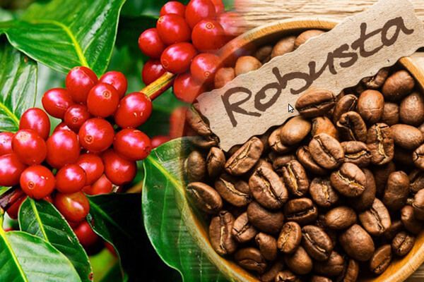 Việt Nam chủ yếu xuất khẩu cà phê Robusta