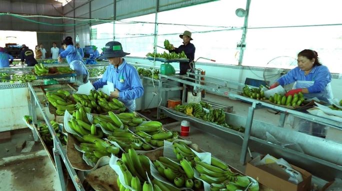 Trái cây Việt Nam tấp nập xuất khẩu sang Trung Quốc những ngày đầu năm mới 2023.