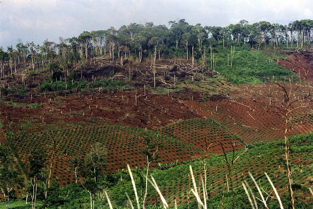  EU chỉ được phép lưu thông trên thị trường các sản phẩm không sản xuất trên đất phá rừng