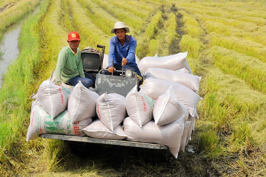 Ngành lúa gạo Việt Nam cần tăng cường đầu tư nâng cao chất lượng, tăng ứng dụng khoa học kỹ thuật để tăng sản lượng, giảm phát thải...