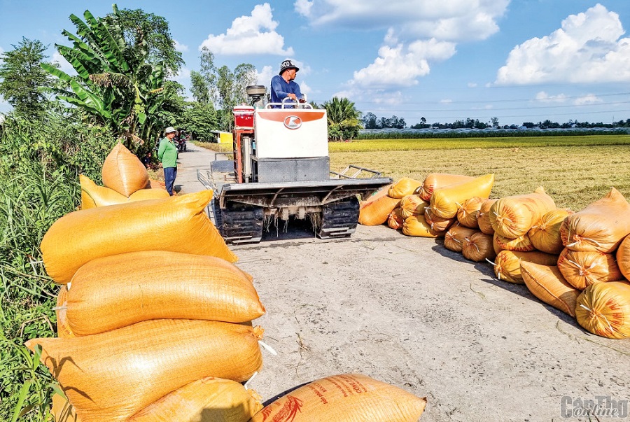 Giá gạo Việt Nam tăng trở lại sau khi Philippines công bố chính sách mới