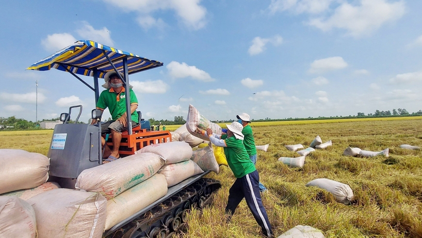 Việt Nam đã xuất khẩu gần 7,4 triệu tấn gạo sau chưa đầy 11 tháng, vượt mức thực hiện của cả năm ngoái.