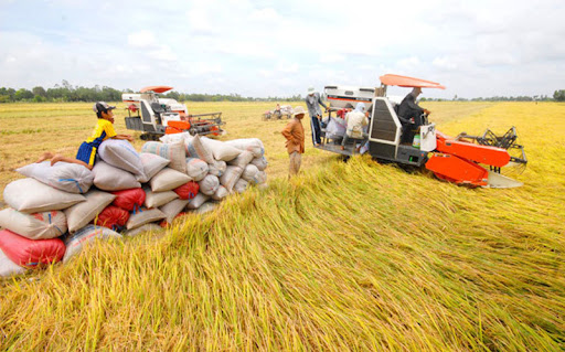 VFA đề xuất áp dụng giá sàn trong xuất khẩu gạo.