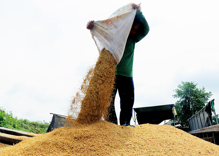 Đề xuất áp giá sàn xuất khẩu gạo của VFA khiến nhiều doanh nghiệp không đồng tình.