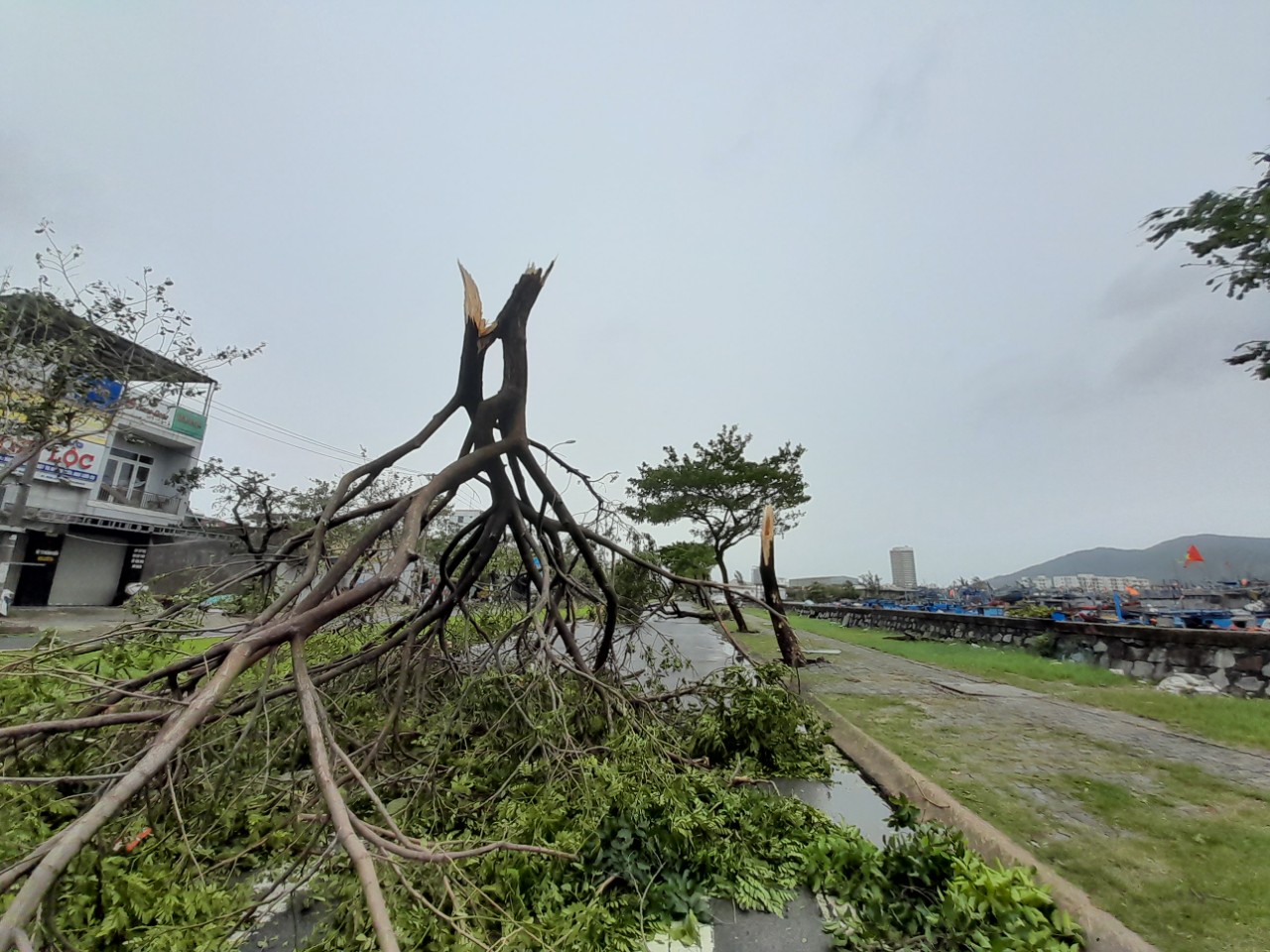 Thiệt hại chủ yếu trong bão tại TP.Đà Nẵng là cây xanh.