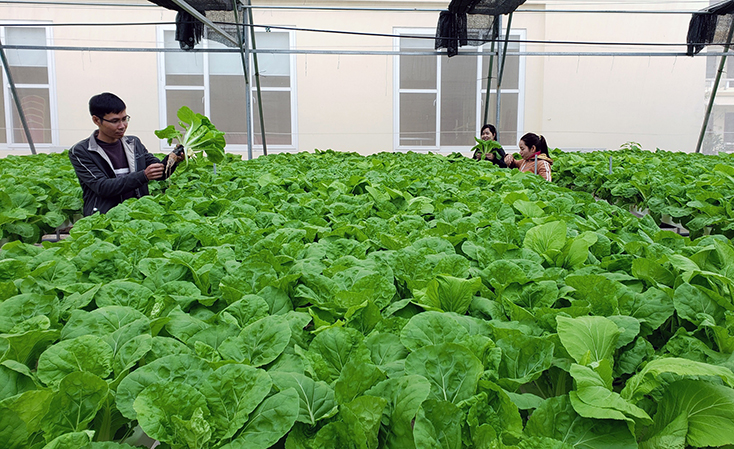 Tỉnh Quảng Bình đang nỗ lực để đưa nông nghiệp phát  triển bền vững.