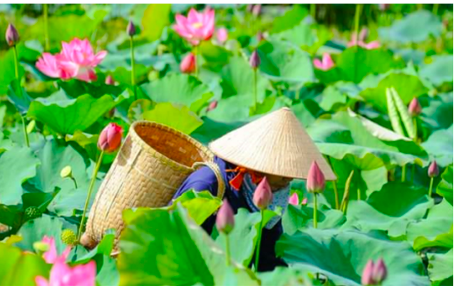 Canh tác nông nghiệp bền vững để “cứu” dòng sông Mekong