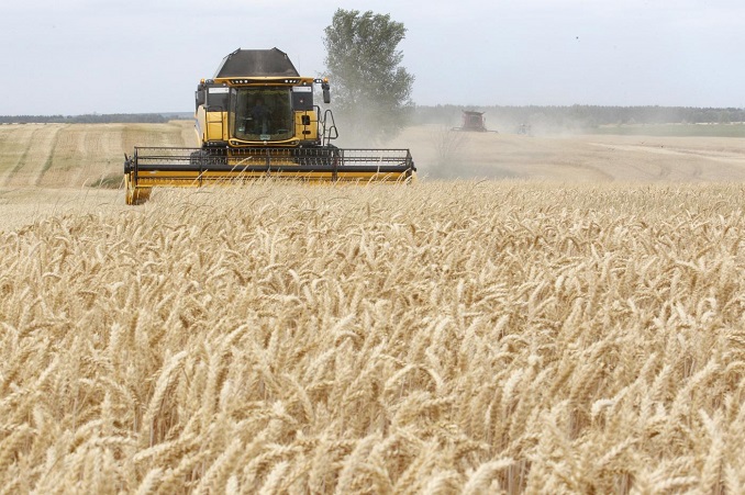 Cánh đồng lúa mì gần làng Krasne, vùng Chernigiv, Ukraine: Ảnh: AFP 