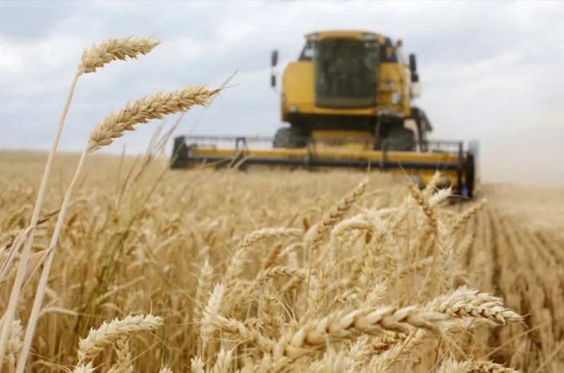 Giá lúa mì giao kỳ hạn đã tăng 3% trong ngày 17/7, lên mức 689,25 cent mỗi bushel (giạ). Ảnh: AFP