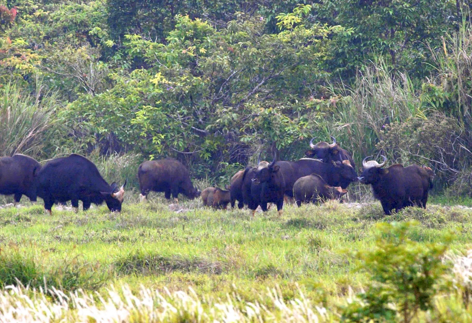 Đàn bò tót quý hiếm ở Khu dự trữ sinh quyển thế giới Đồng Nai