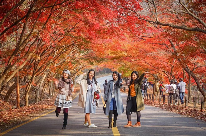 Mùa lá đỏ ở Hàn Quốc