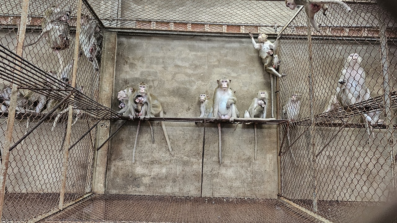 Một chuồng khỉ doanh nghiệp gây nuôi sinh sản chuẩn bị xuất khẩu