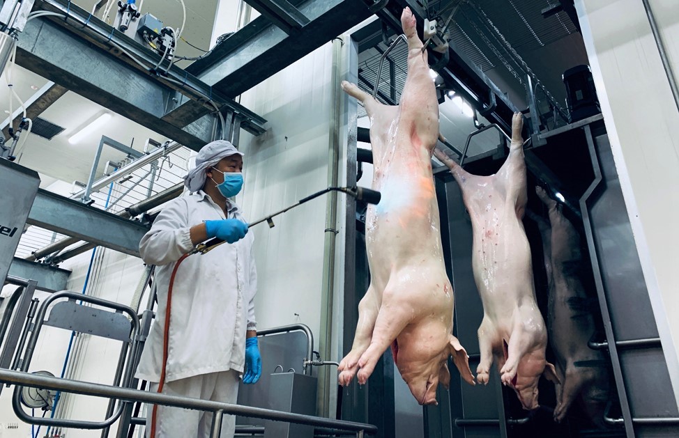 TP.HCM tăng cường công tác giám sát sử dụng chất cấm trong chăn nuôi, giết mổ gia súc.