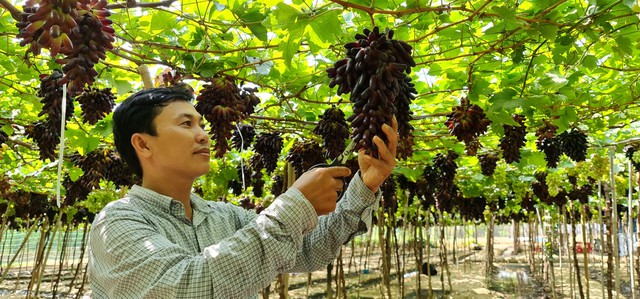 Cây nho gắn liền với thương hiệu tỉnh Ninh Thuận, người trồng nho ngày một đổi mới và nhân rộng phương thức thâm canh và chăm bón nho, để phát triển Nho như một sản phẩm đặc trưng, mang hiệu hiệu quả kinh tế cao