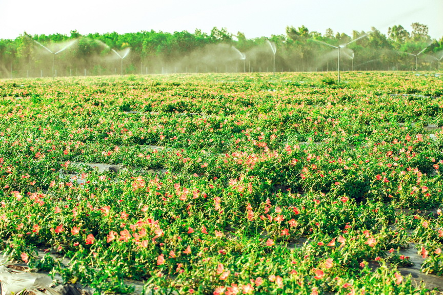 Phát triển nông nghiệp gắn với ứng dụng khoa học công nghệ đang là hướng đi mới của ngành nông nghiệp Quảng Bình