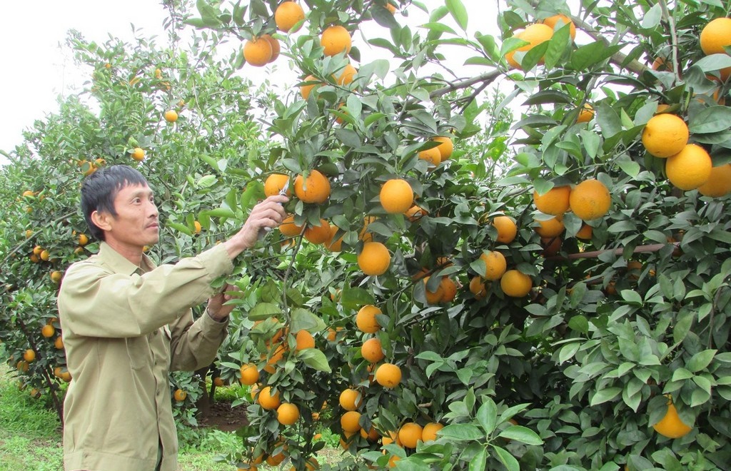 Cam Vinh được trồng tại Nghệ An là sản phẩm được ưa chuộng nhất trên thị trường