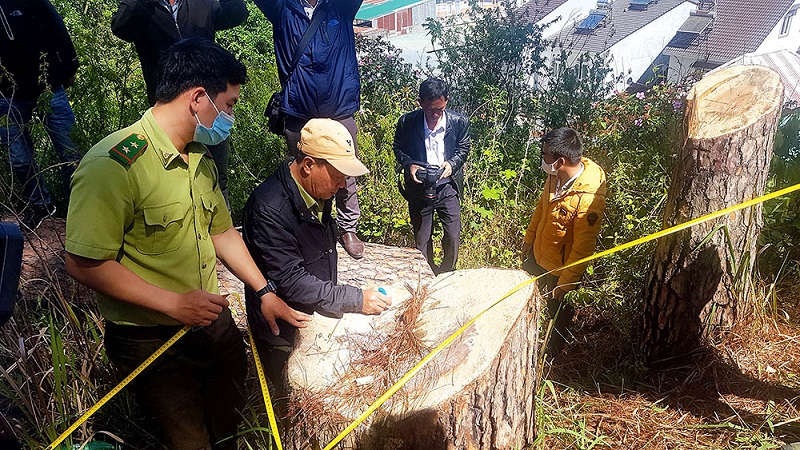 Một vụ phá rừng thông ở Lâm Đồng. Ảnh: Yên Thế