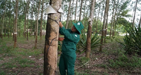 Đến năm 2030, tỉnh Thừa Thiên Huế ổn định diện tích một số cây công nghiệp chủ lực như cây cao su đạt 5.100 ha