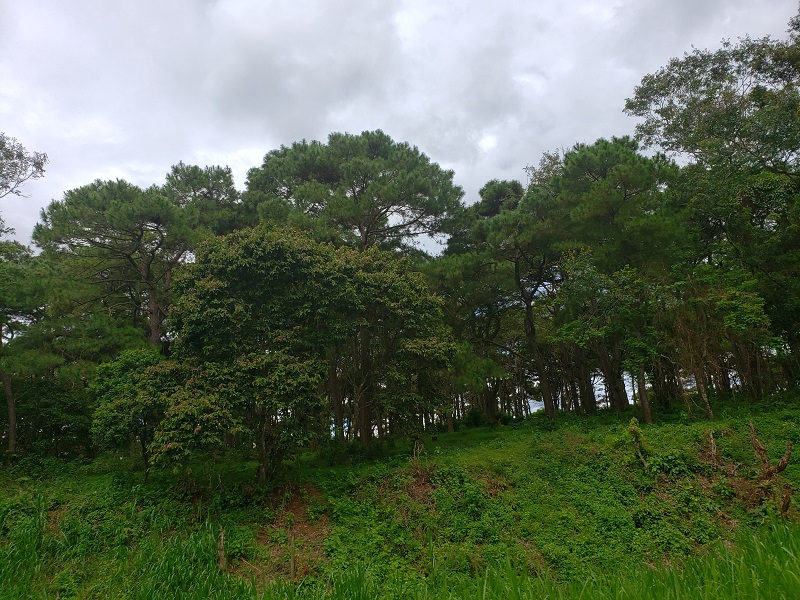 tỉnh Kon Tum sẽ trồng mới 670 ha rừng
