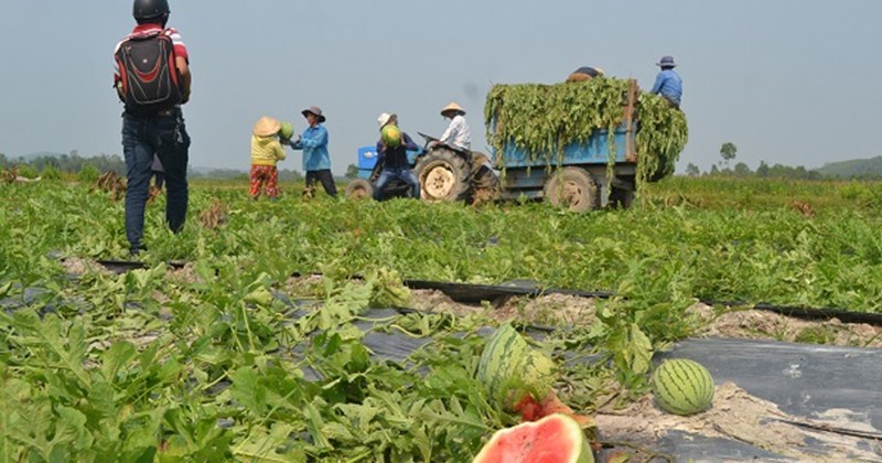 tỉnh Quảng Ngãi đặt mục tiêu phấn đấu đến năm 2030, tỉnh Quảng Ngãi tổ chức sản xuất rau an toàn, tập trung, đảm bảo truy xuất nguồn gốc đạt diện tích khoảng 1.500 ha