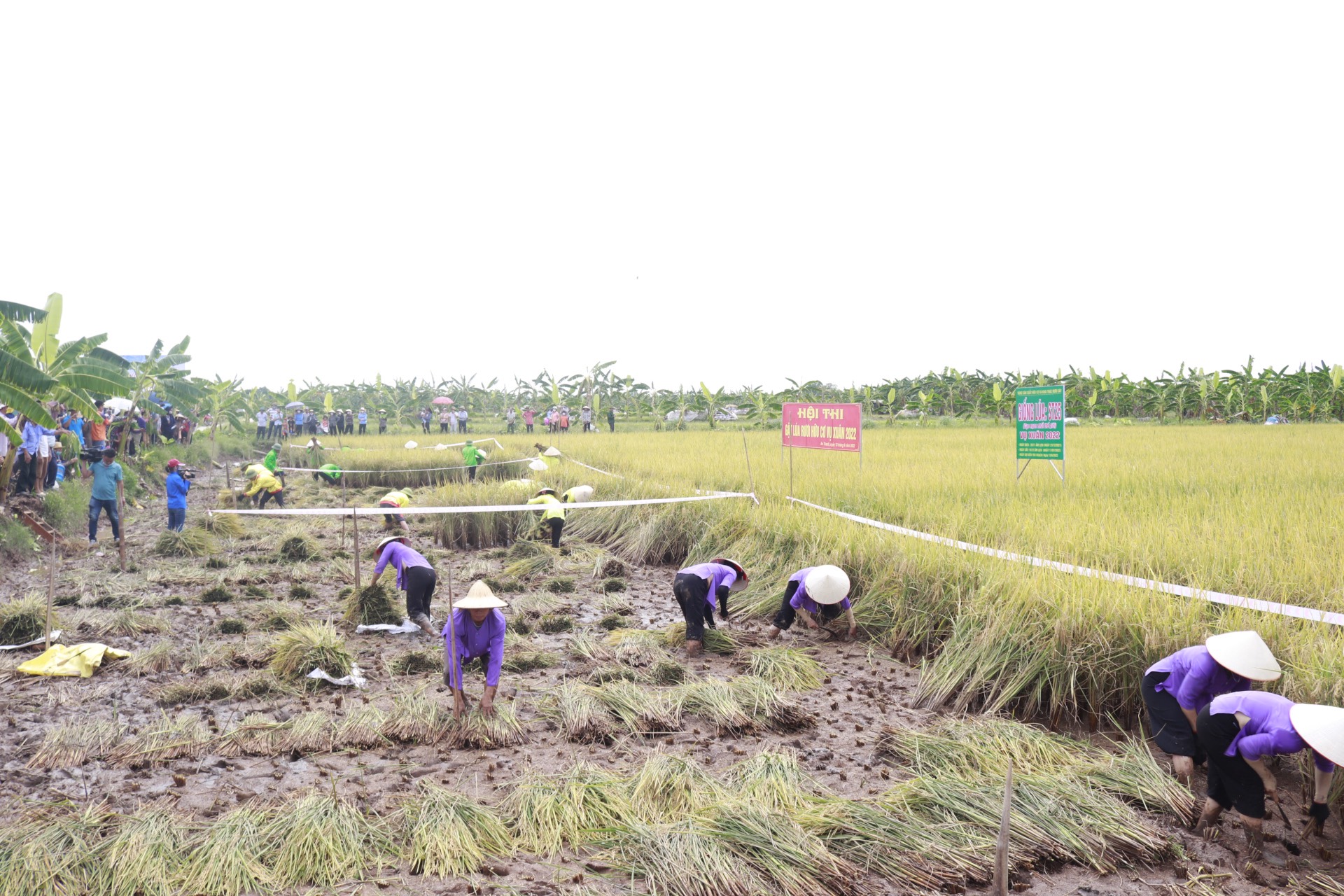 Hội thi gặt lúa rươi hữu cơ vụ xuân 2022 xã An Thanh, huyện Tứ Kỳ. Ảnh: Thanh Sơn