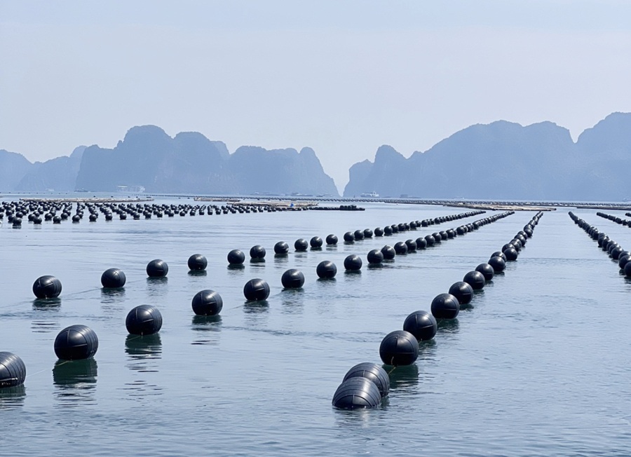 Quảng Ninh là tỉnh đầu tiên trong cả nước ban hành Quy chuẩn kỹ thuật địa phương về sử dụng vật liệu nổi trong nuôi trồng thủy sản mặn, lợ. Ảnh: baoquangninh.vn