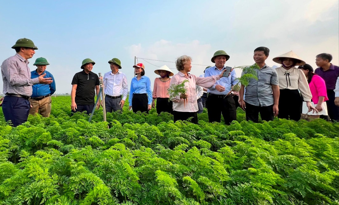 Các đại biểu tham quan mô hình trồng cà rốt xuất khẩu tại xã Đức Chính (Cẩm Giàng) chiều 28/11