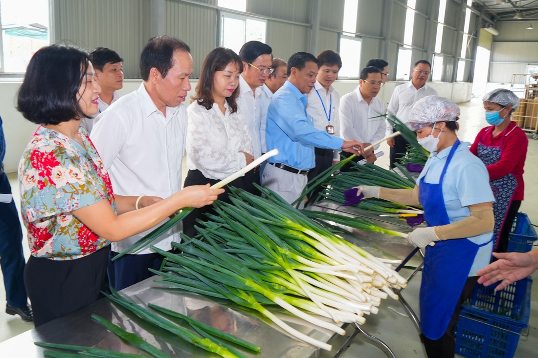 Đoàn kiểm tra tới thăm mô hình sản xuất hành lá xanh xuất khẩu tại xã An Hưng (huyện An Dương)