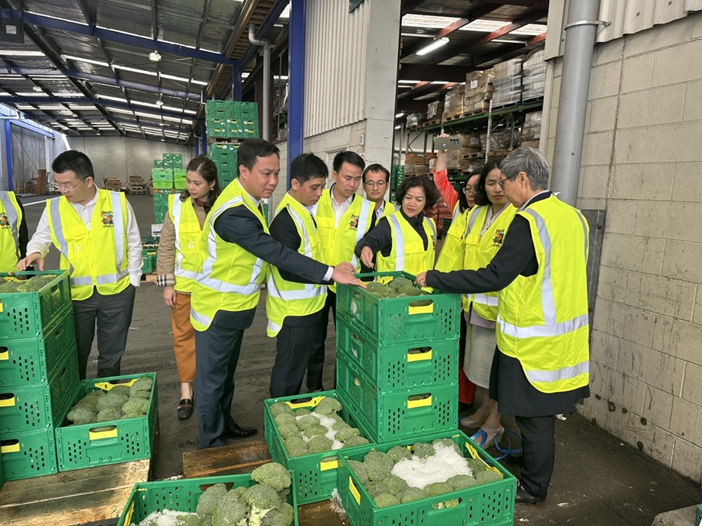 Đoàn công tác của tỉnh Hải Dương thăm mô hình bảo quản và xuất khẩu sản phẩm nông sản tại doanh nghiệp của New Zealand. Ảnh: Quang Hạnh
