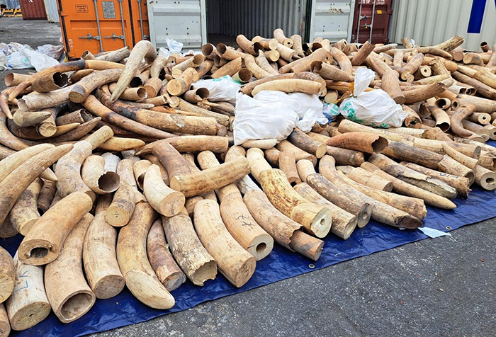 Ngà voi châu Phi do Cục Hải quan Hải Phòng phát hiện, bắt giữ nằm trong danh mục hàng hóa cấm nhập khẩu.