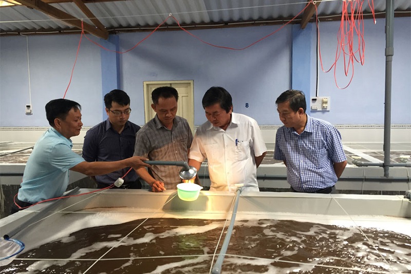 Nuôi tôm giống ứng dụng công nghệ cao tại doanh nghiệp thủy sản của tỉnh Ninh Thuận.