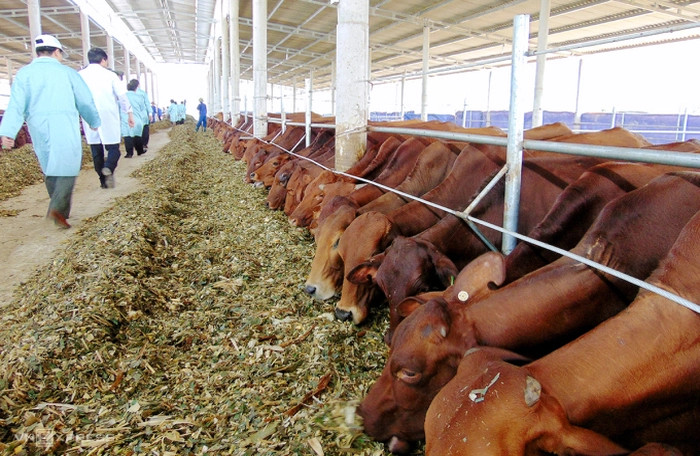 Dự án Chăn nuôi bò và trồng cây nguyên liệu tại Hà Tĩnh của Công ty Cổ phần Chăn nuôi Bình Hà sau thời gian hoạt động kém hiệu quả và lãnh đạo công ty bị khởi tố, công ty đã xây dựng Đề án tái cơ cấu và đề xuất điều chỉnh Dự án từ tổng vốn đầu tư gần 5.000 tỷ đồng xuống còn 1.800 tỷ đồng