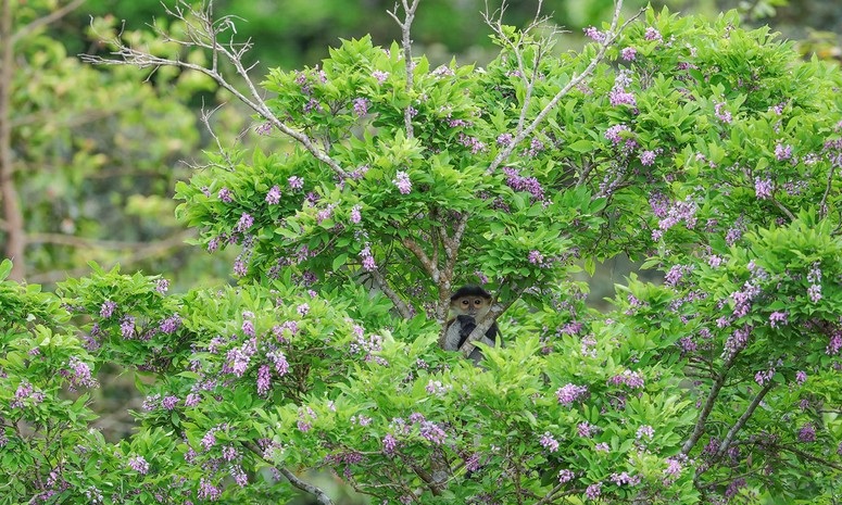 Cứ đến trung tuần tháng 5 hàng năm, khi hoa thàn mác tím nở khắp núi rừng Sơn Trà (Đà Nẵng) cũng là lúc các tay ảnh trên khắp mọi miền đổ về đây để săn những khoảnh khắc thi vị nhất.