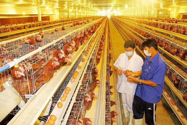 doanh nghiệp trong nước chưa thể cạnh tranh với gà Trung Quốc, Thái Lan, Hàn Quốc ở phân khúc gà công nghiệp