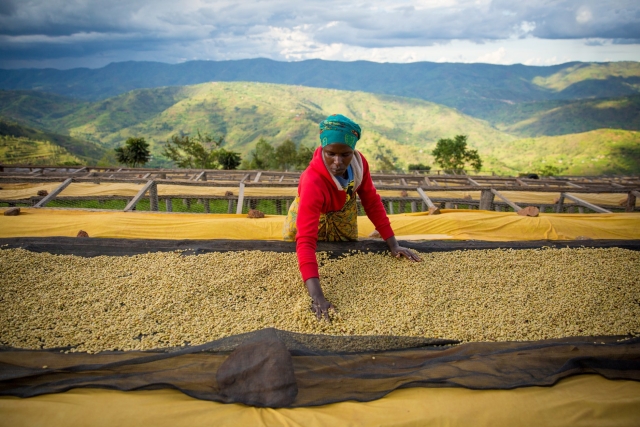 99% cà phê Starbucks® được thu mua có đạo đức. Hiện nay chúng tôi đang làm việc với các đối tác trong ngành cà phê để cùng nhau thúc đẩy cà phê trở thành nông sản bền vững đầu tiên trên thế giới.